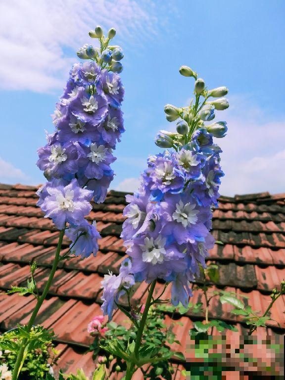 院子里撒一把种子,只需种一年,以后年年开花 院子里撒一把种子,只需种一年,以后年年开花