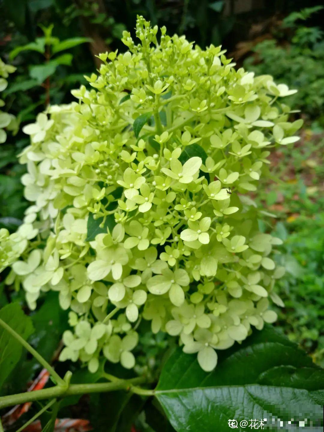 春天养盆绿色花,看着清爽干净,今年一定要养一盆 春天养盆绿色花,看着清爽干净,今年一定要养一盆