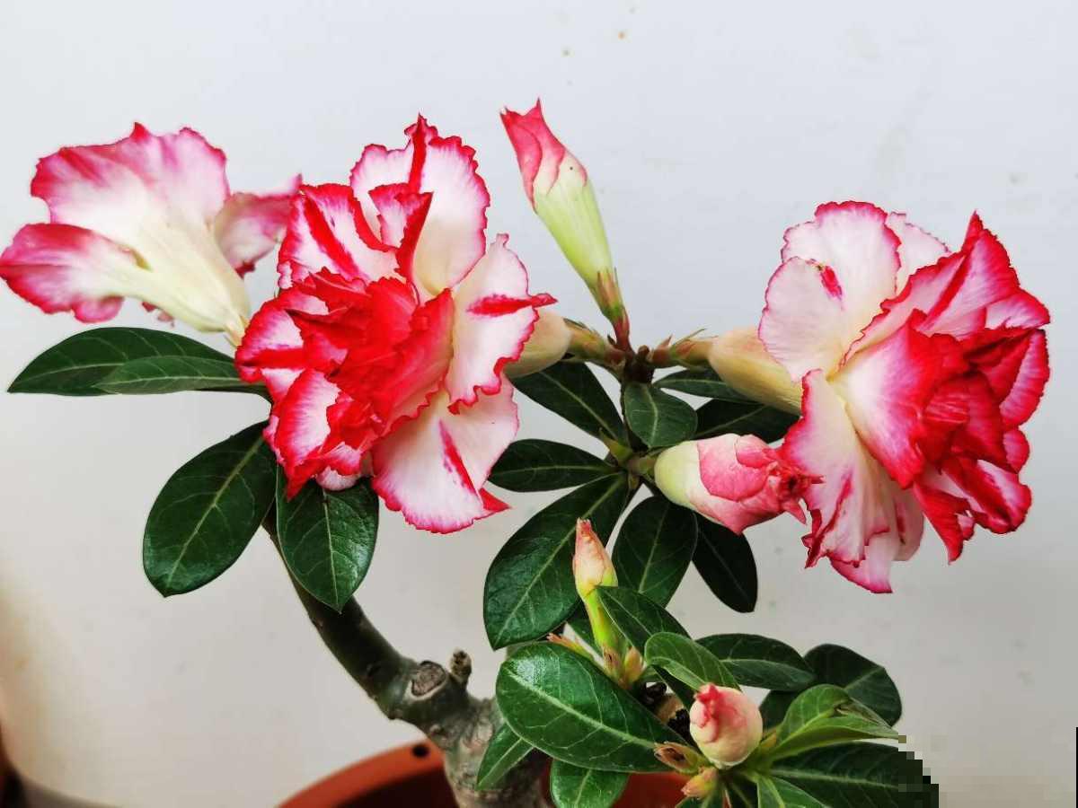 学校让孩子带盆花，可难坏了父母，到底带啥花好呢？