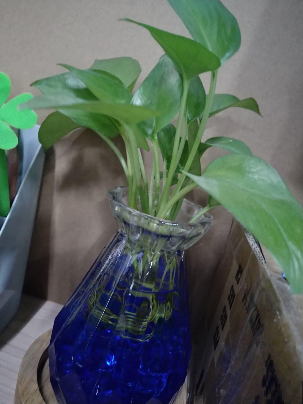 水培植物黄叶了,一招教你解决,叶子迅速变绿! 水培植物黄叶了,一招教你解决,叶子迅速变绿!