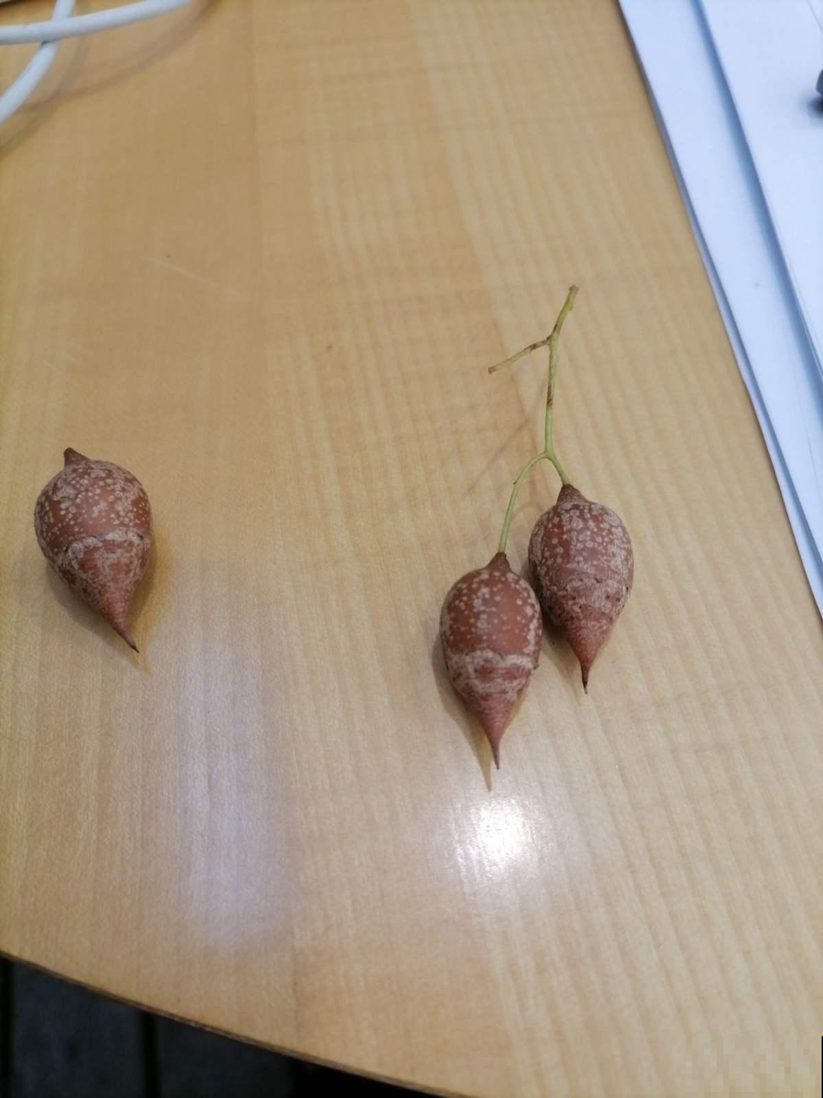 中国独有的树，开花满树白雪，结果像个“小秤锤”，见过的人太少