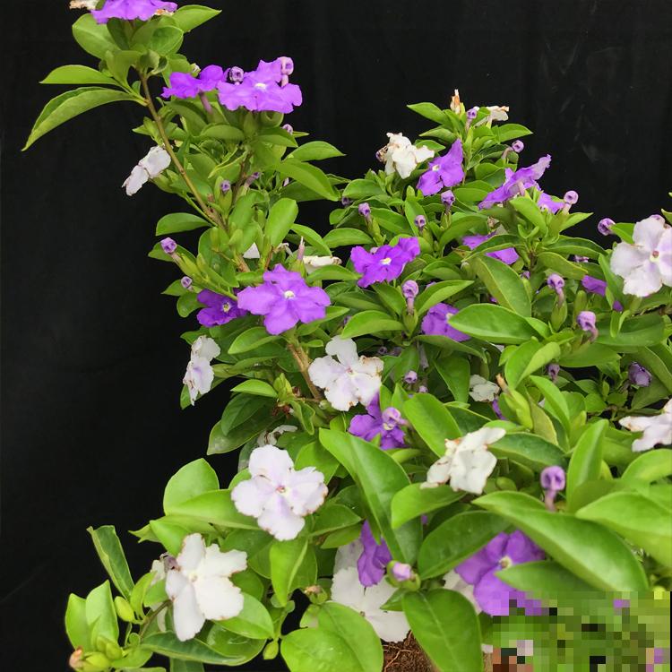 逛花市看到3种花，别嫌弃，赶紧买回家，夏天开爆