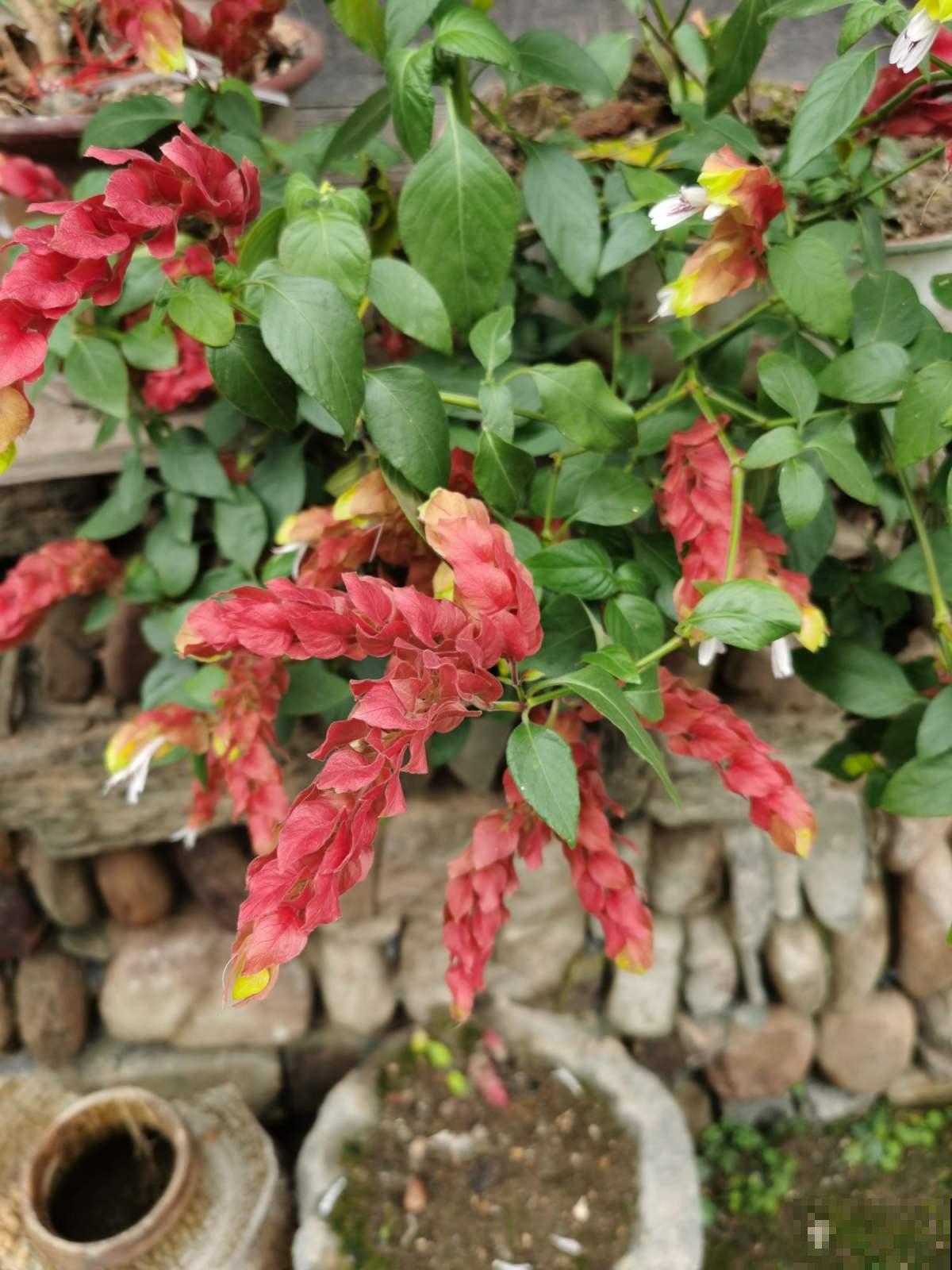 一盆花摆在家里，颜值堪比“艺术品”，当做软装很有特点