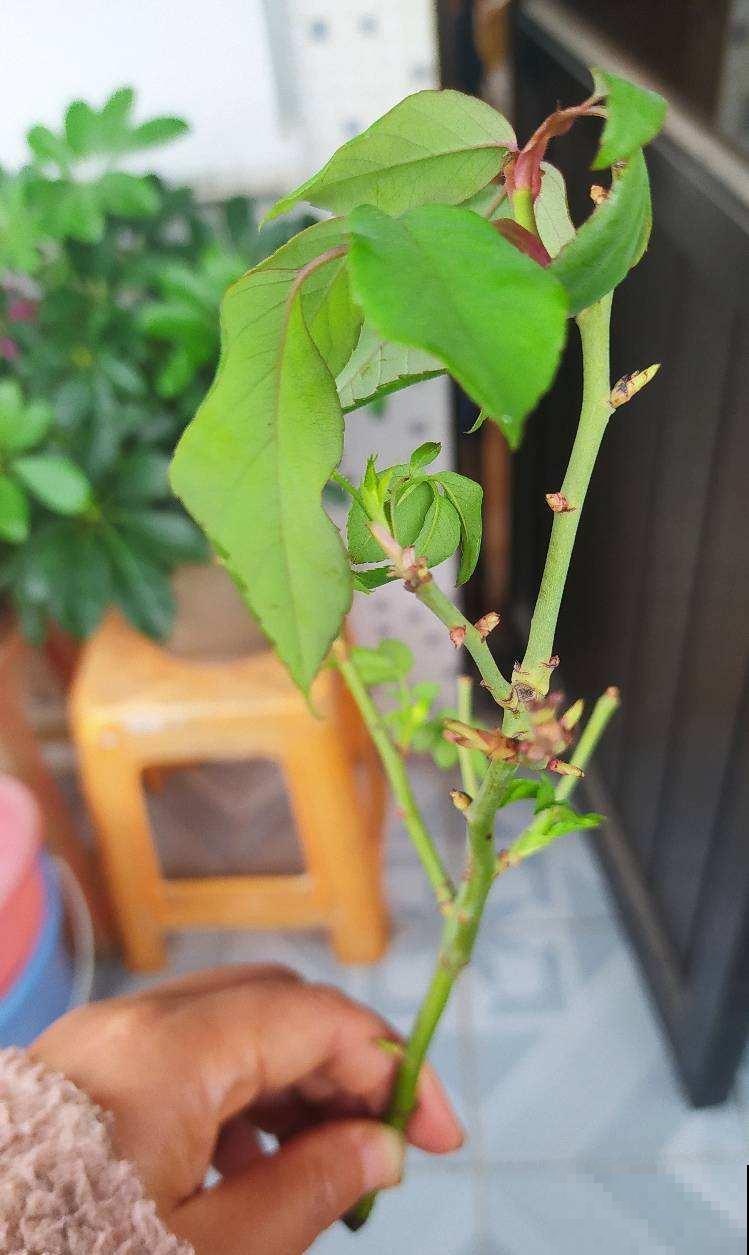 月季的水培技巧，轻松养出花来，这下水中也能“捞月”了！