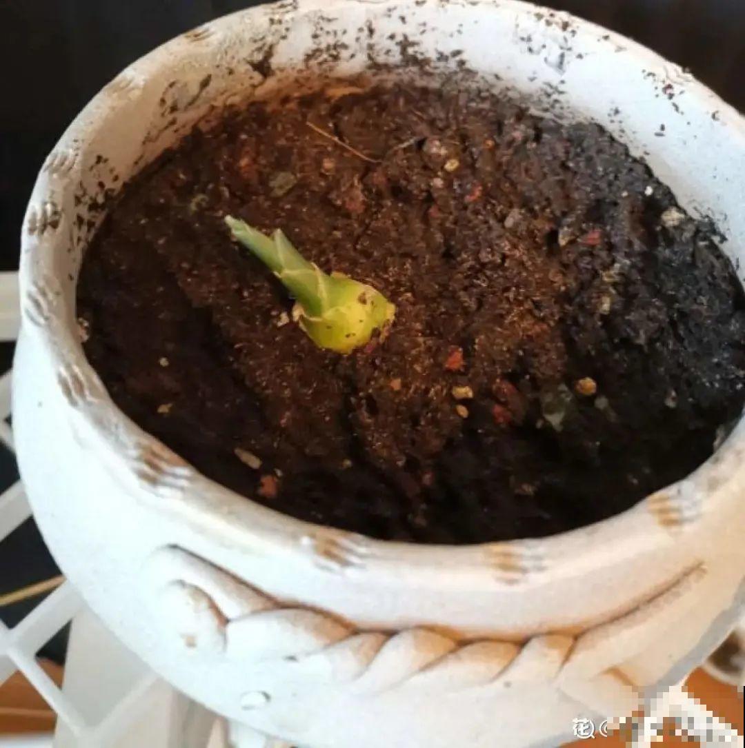 玉米棒子插水里，比绿植长得快，长成清新小盆栽