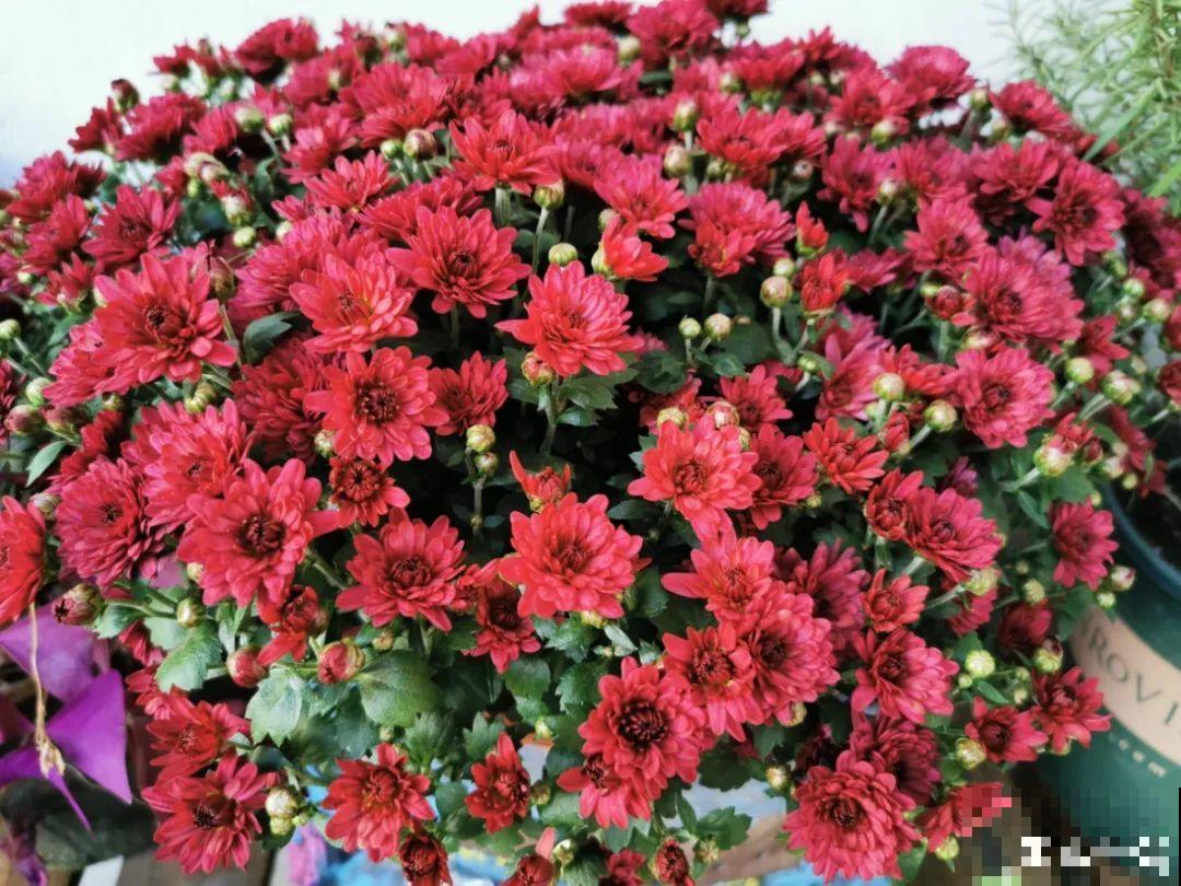 5月出门,收下这份百花图谱,啥花都能叫上名! 5月出门,收下这份百花图谱,啥花都能叫上名!