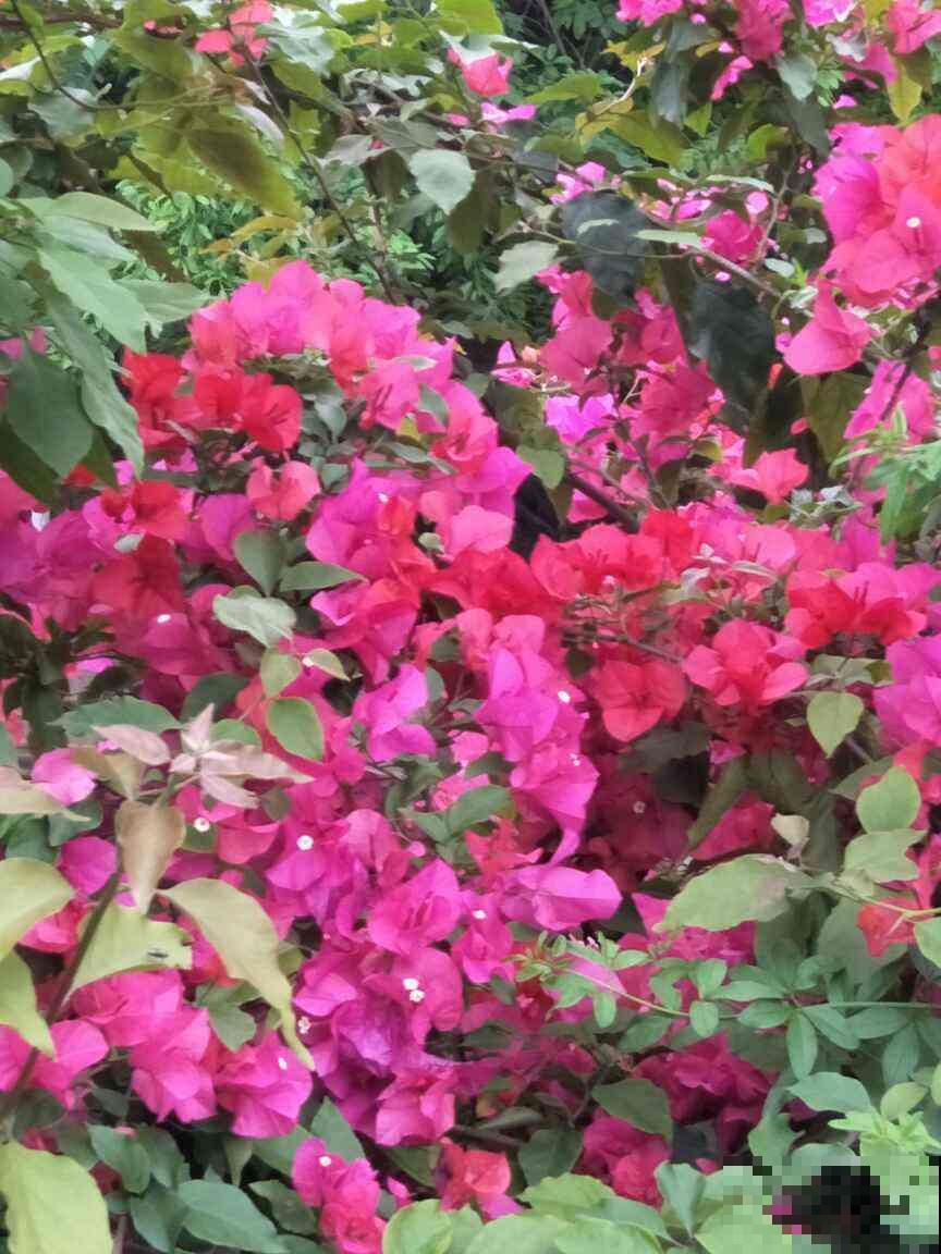 在家养三角梅，学会这一招，花芽蹭蹭冒不停！