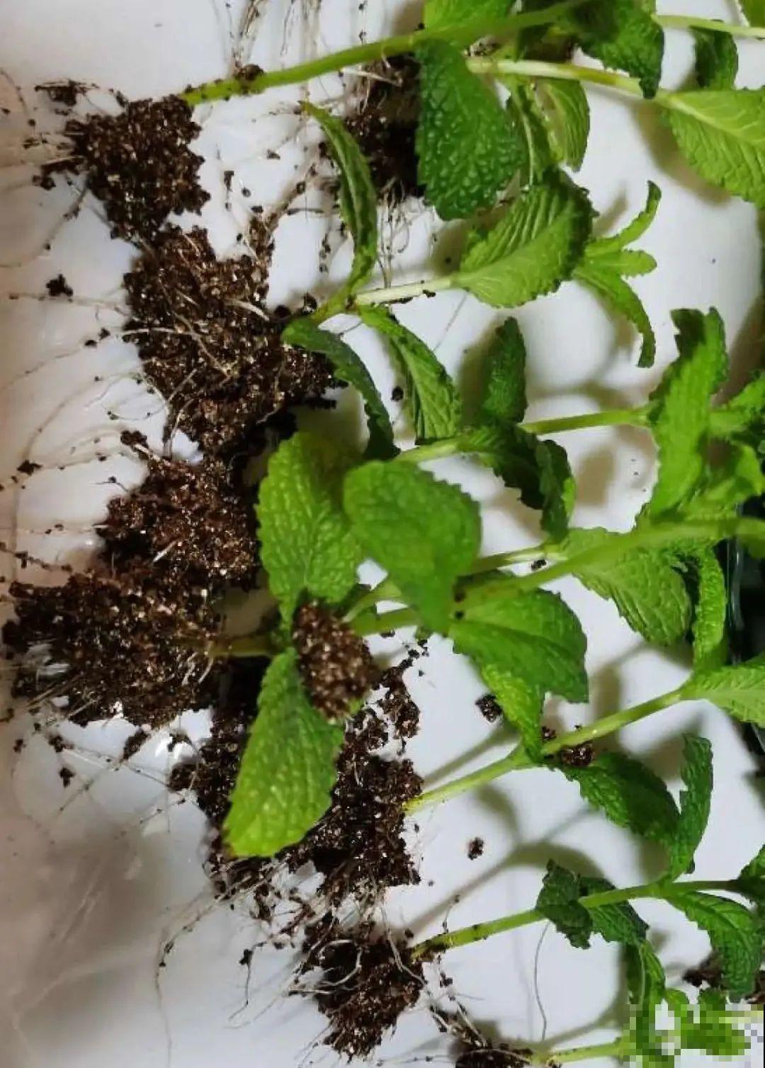 6种花夏天扦插,枝条剁8段、撒土里,3岁小孩都能插活! 6种花夏天扦插,枝条剁8段、撒土里,3岁小孩都能插活!