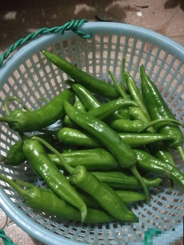 阳台上种菜，多晒太阳多通风，才能长得好