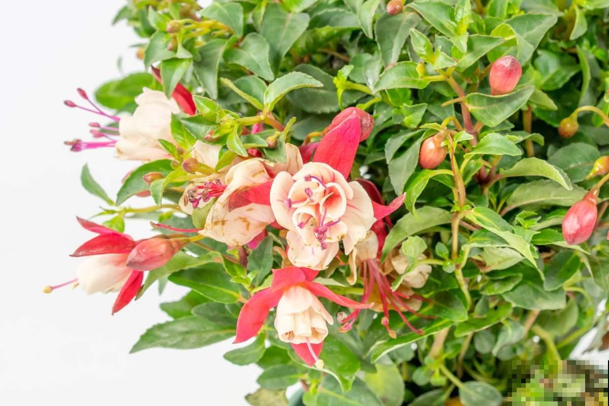 3种花不适合夏天买，只要一黑腐，很快死翘翘