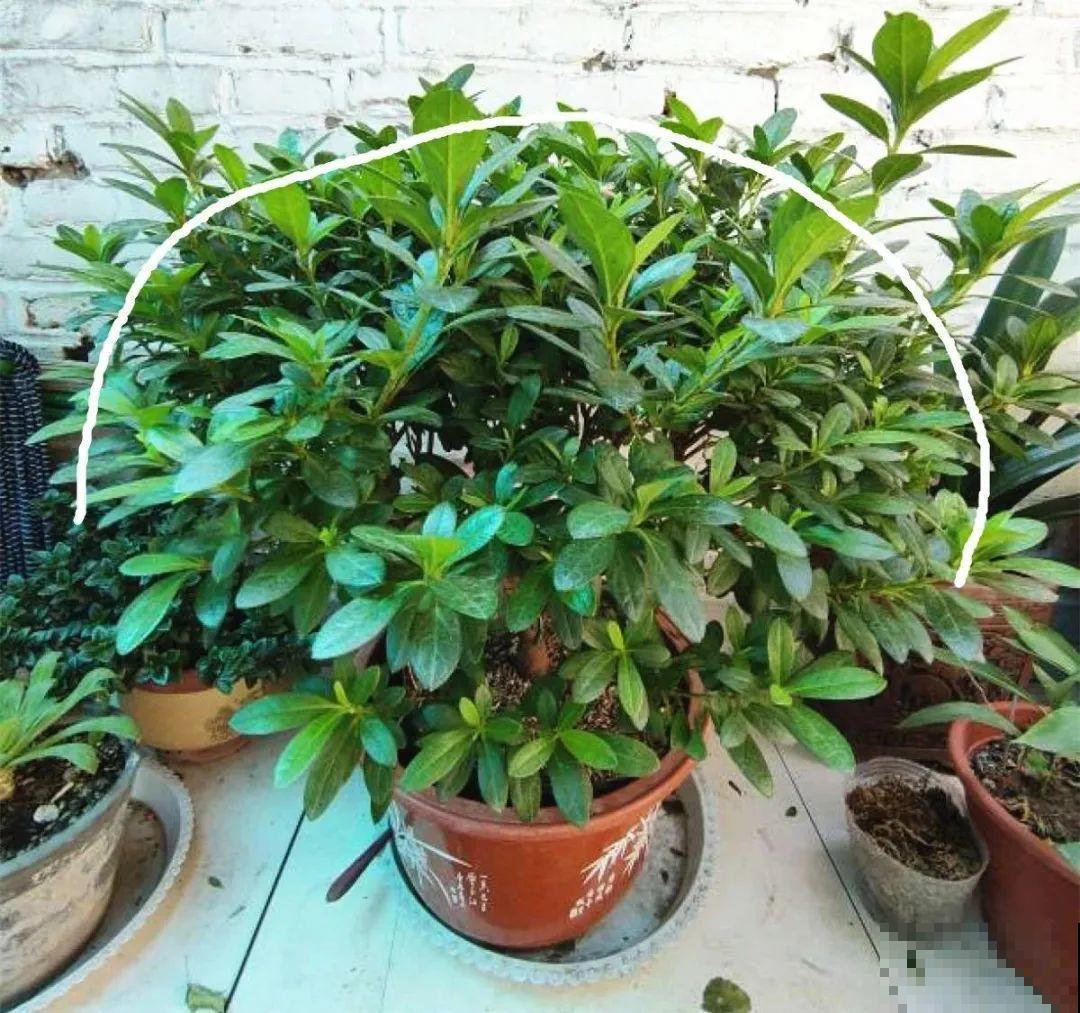 长寿开花后，要好好修剪，很快冒新芽