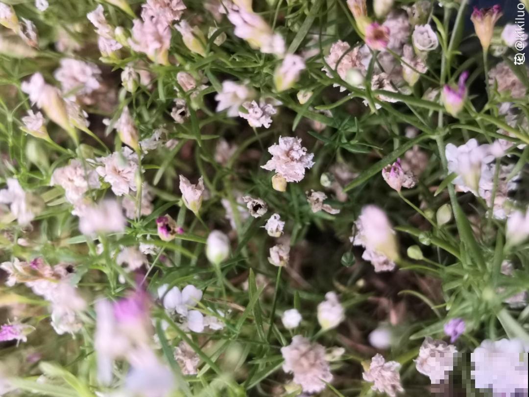 20种花不用买，开完花等20天，爆出好多种子！