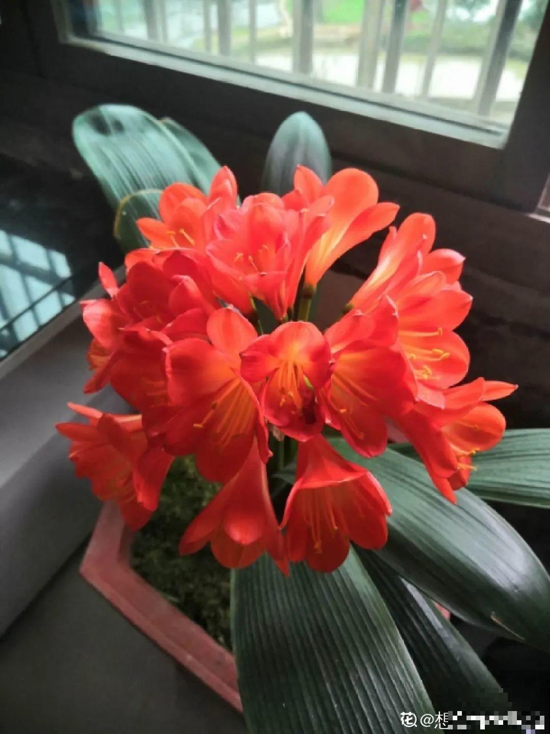 春天最佳繁殖季，扦插播种分株压条，成活率特高