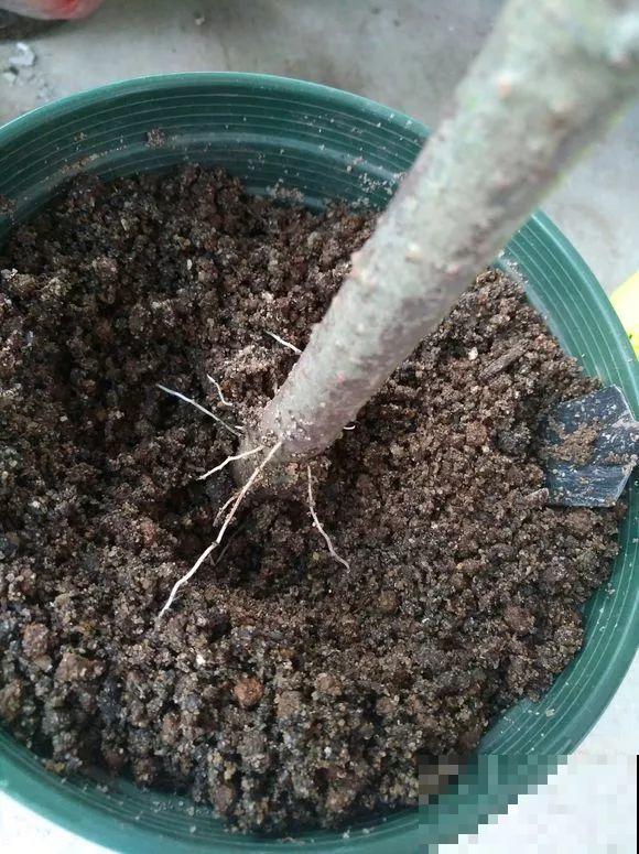 春天最佳繁殖季，扦插播种分株压条，成活率特高