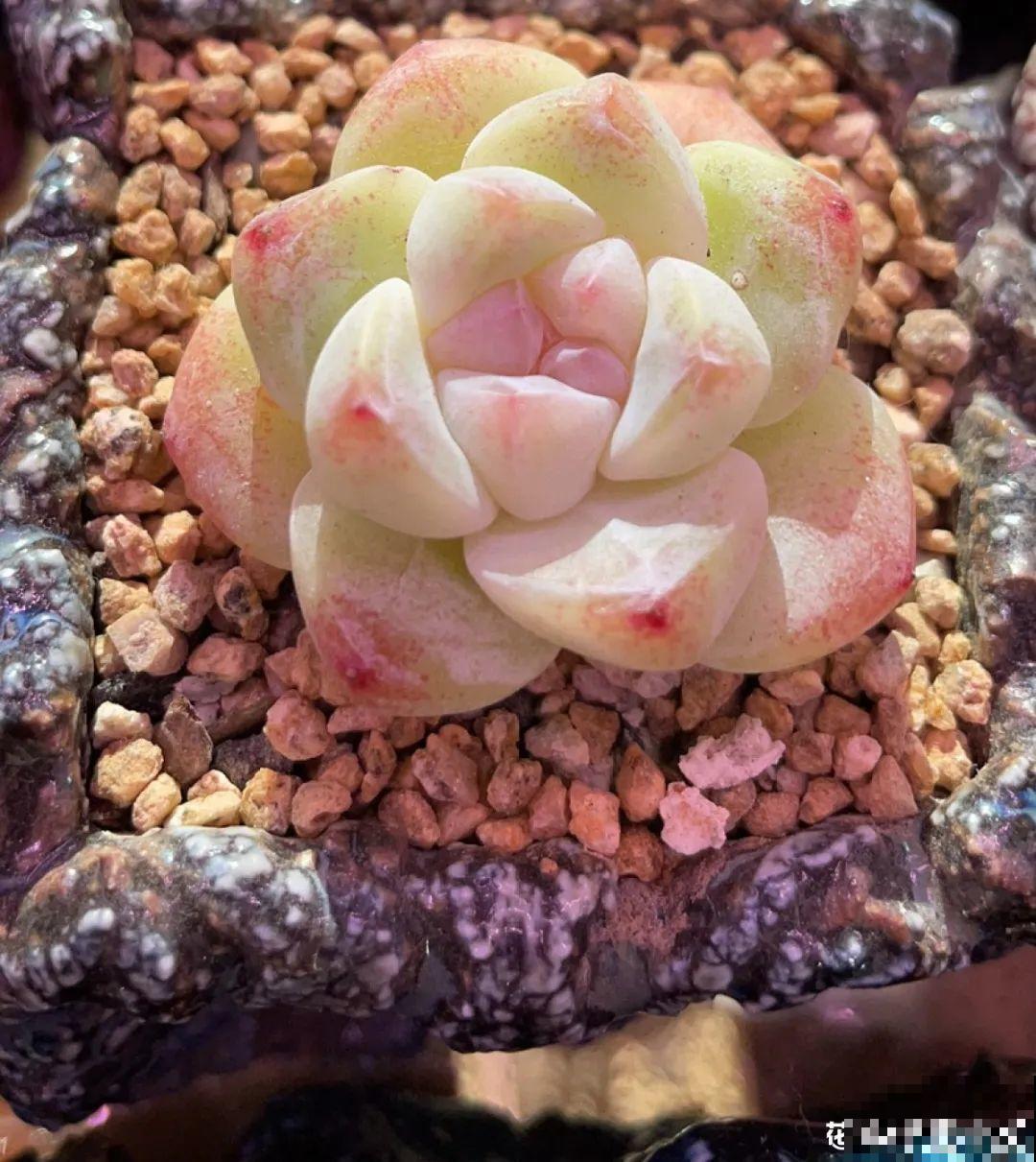 室内养多肉,也能养出水晶果冻色,任谁看到都说好 室内养多肉,也能养出水晶果冻色,任谁看到都说好