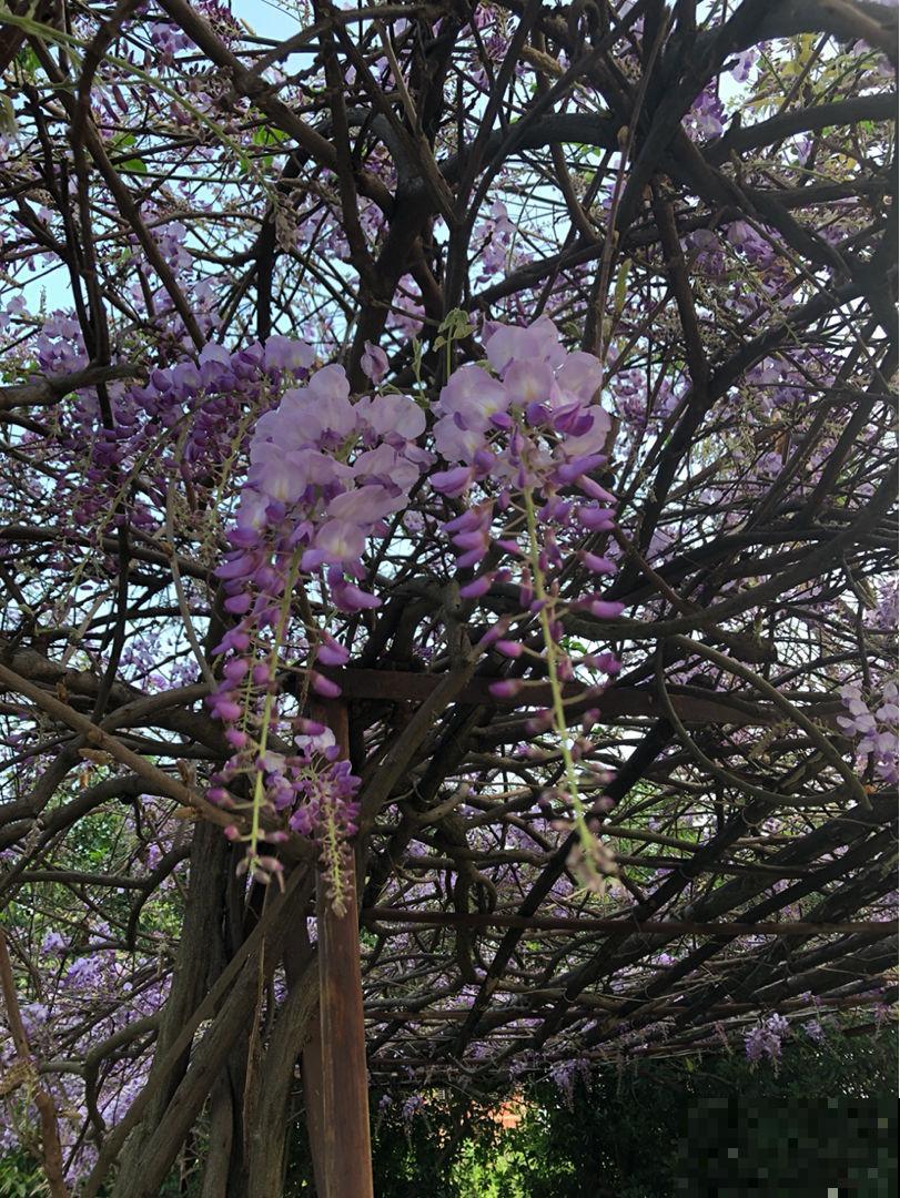耐盐碱的紫藤花，春天开花又多又香，还有满满的回忆