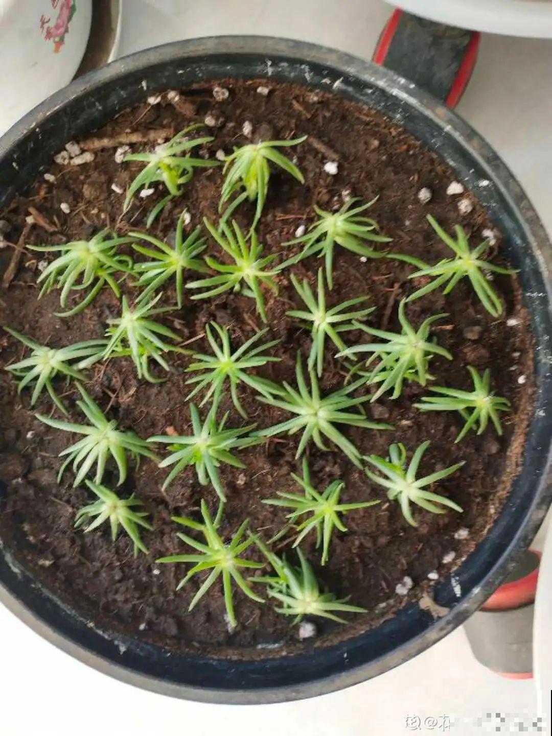 8种花一开就泛滥,个个爆成大花球,一年能开4、5次! 8种花一开就泛滥,个个爆成大花球,一年能开4、5次!