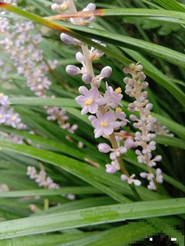 路边常见的野花,叶子像兰花,开粉色小花特可爱 路边常见的野花,叶子像兰花,开粉色小花特可爱