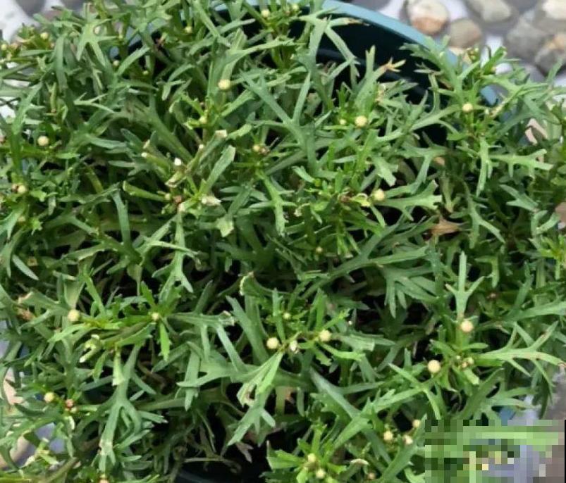 春天给花修剪,花才能呼呼开,俩月开爆盆 春天给花修剪,花才能呼呼开,俩月开爆盆