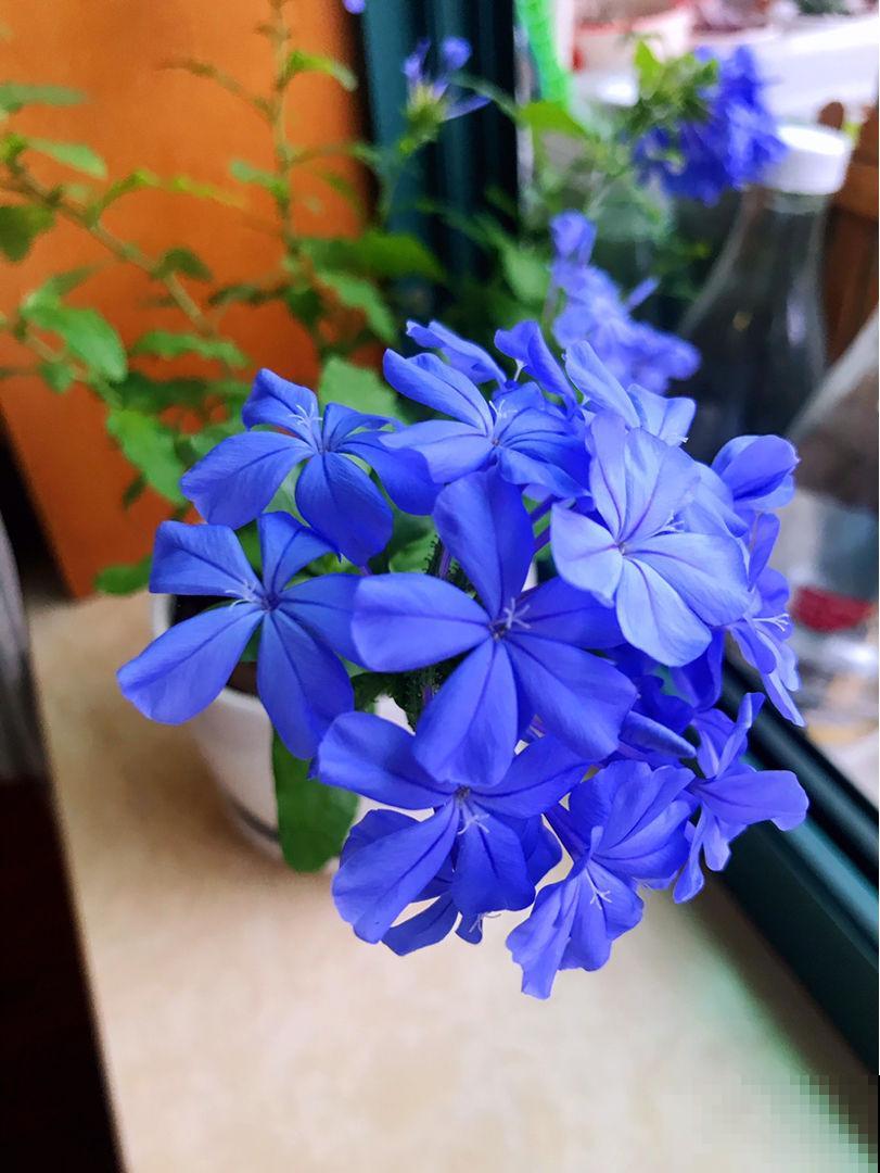 身边有个不喜欢养花的人，对着你冷嘲热讽，你会怎么办？