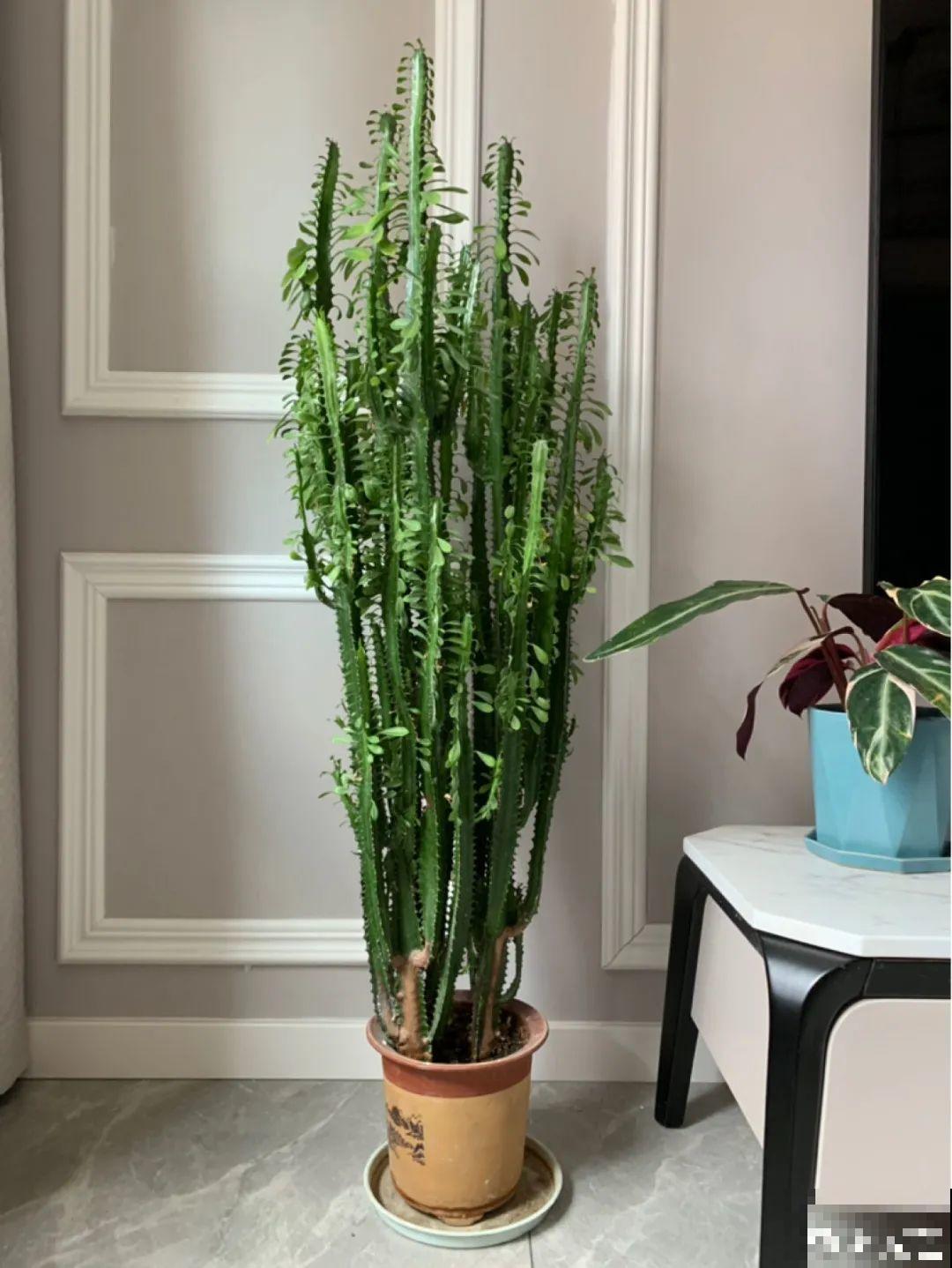 家里养盆镇宅花，越长越霸气，安全感十足