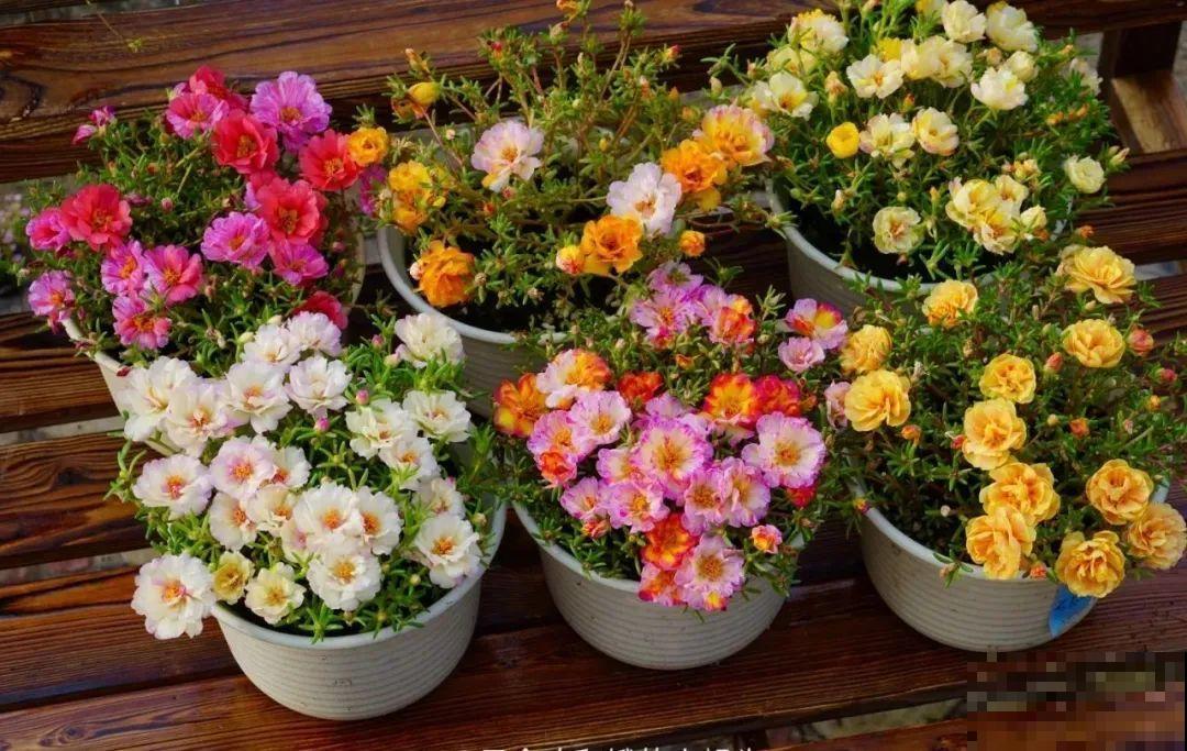 咋养都不死花,掐根枝剁10段,插土里就能爆开花 咋养都不死花,掐根枝剁10段,插土里就能爆开花