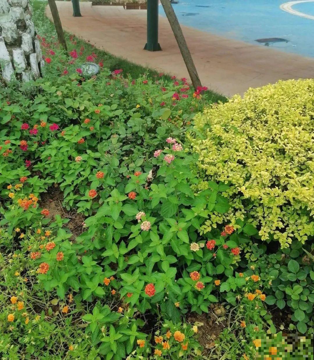 入侵植物太可怕，周围的草全被缠死，谨慎养护