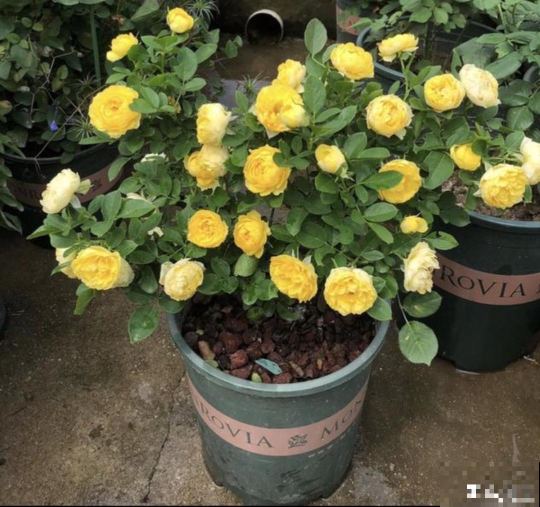 8种花开始慢慢睡醒了， 现在长得正旺，多浇水施肥， 开花更多！