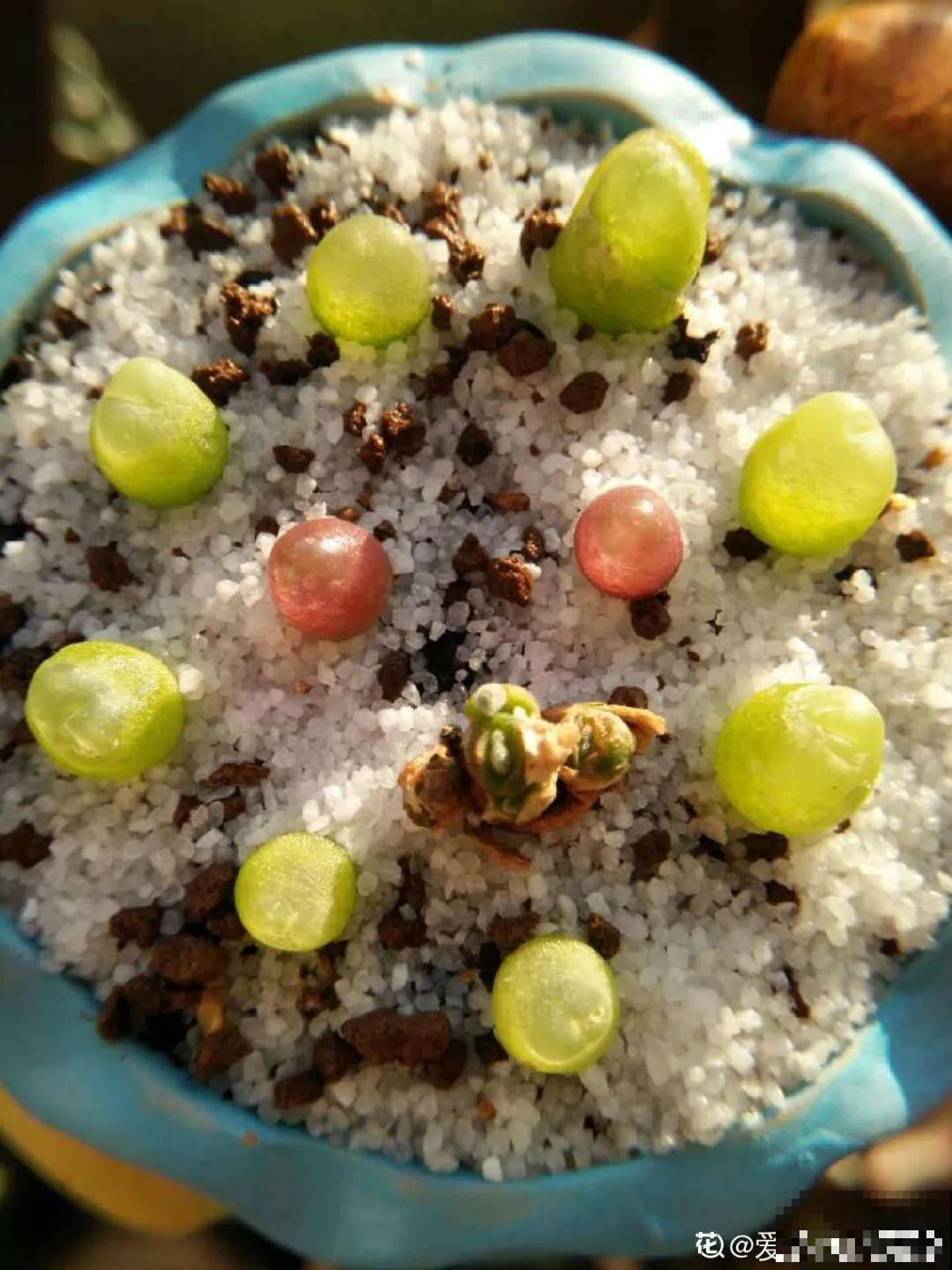 养多肉的人里，有一群“屁股花”爱好者，养的多肉超可爱