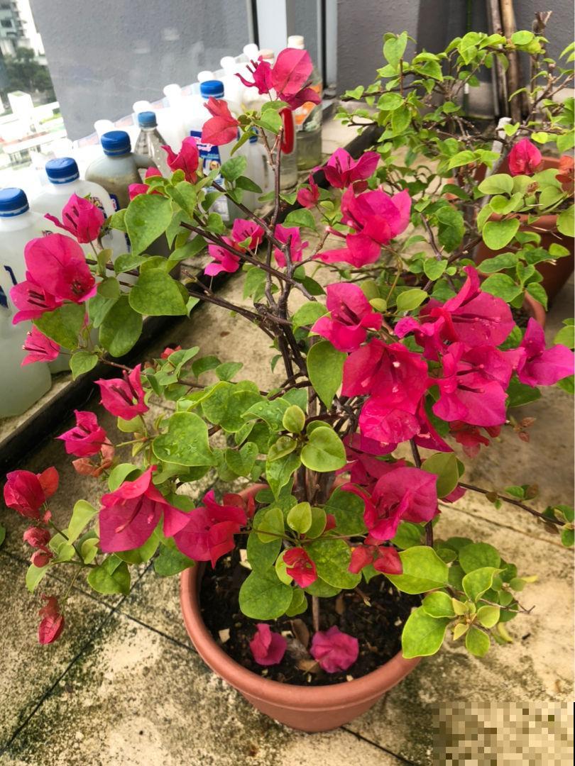 一把木枝条插土里,半个月就生根,长得特健壮 一把木枝条插土里,半个月就生根,长得特健壮