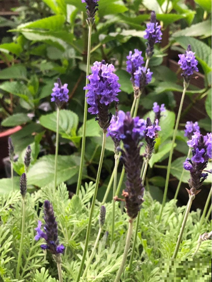 1种“香香草”，香味四溢能安神，耐寒耐旱皮实好养