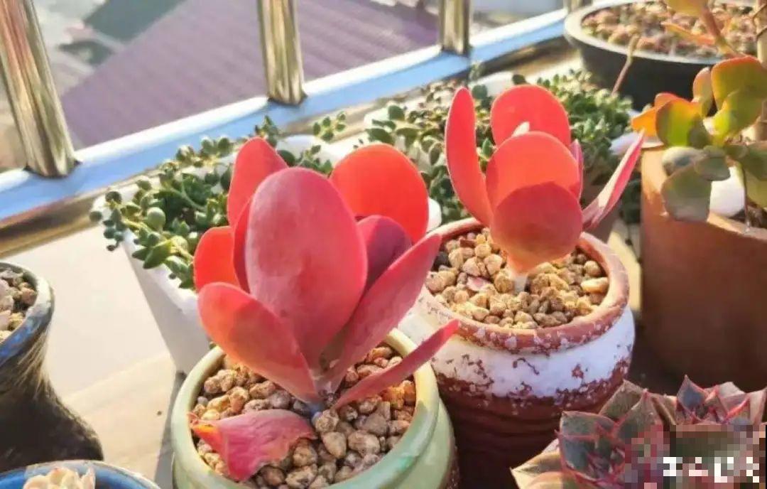 9种多肉，夏天不休眠，浇水还要加把劲儿