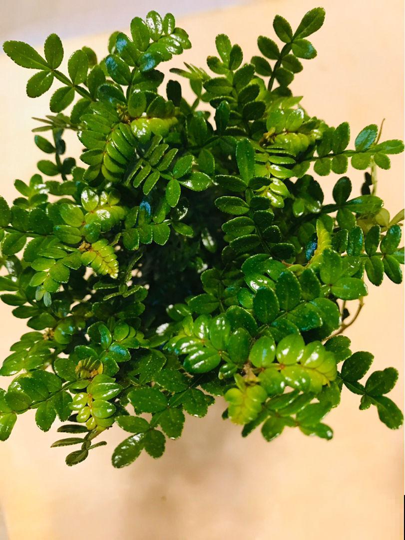 夏天植物“喝水”多，每天都得喷水，才能水灵长得壮