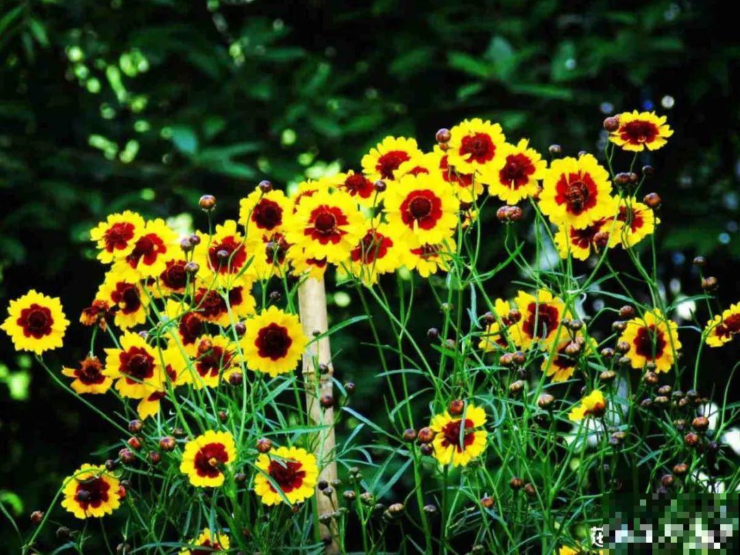 5月出门,收下这份百花图谱,啥花都能叫上名! 5月出门,收下这份百花图谱,啥花都能叫上名!