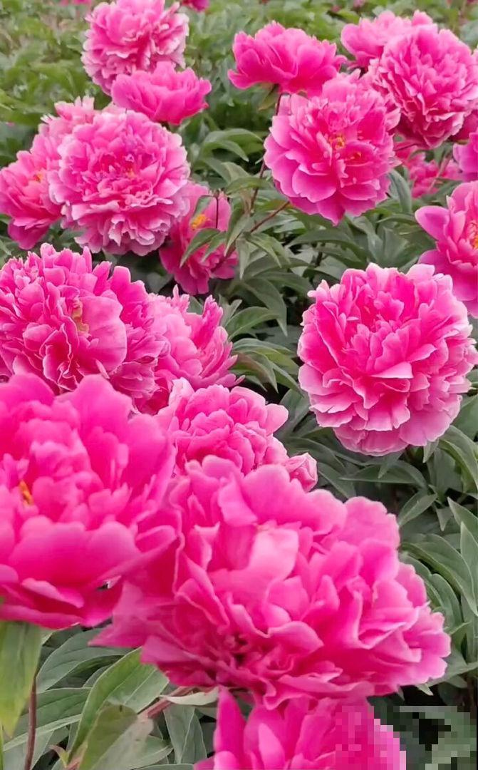 女士们都爱养的花，开花美艳动人，家里变成小花海