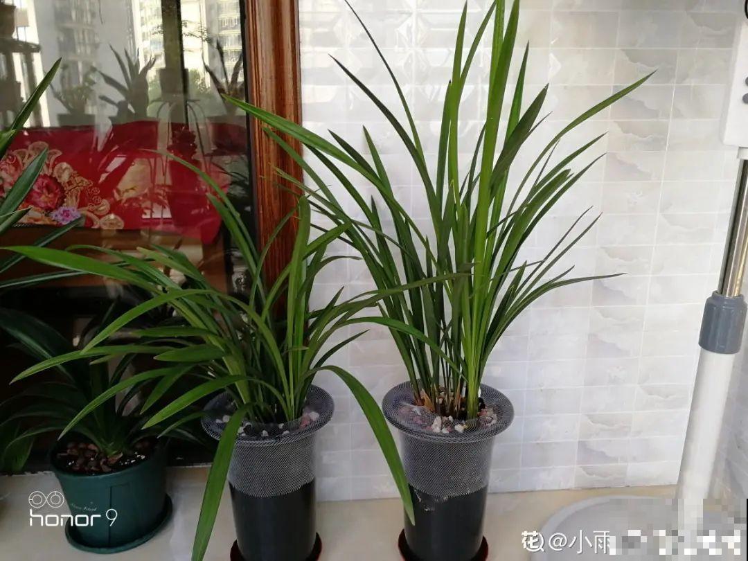 最怕晒的10种花,赶快搬进屋,否则会死掉 最怕晒的10种花,赶快搬进屋,否则会死掉