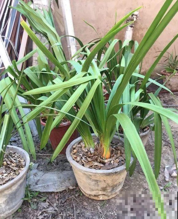 蝴蝶兰现在还不换盆，水苔容易发霉 ，越长越差劲