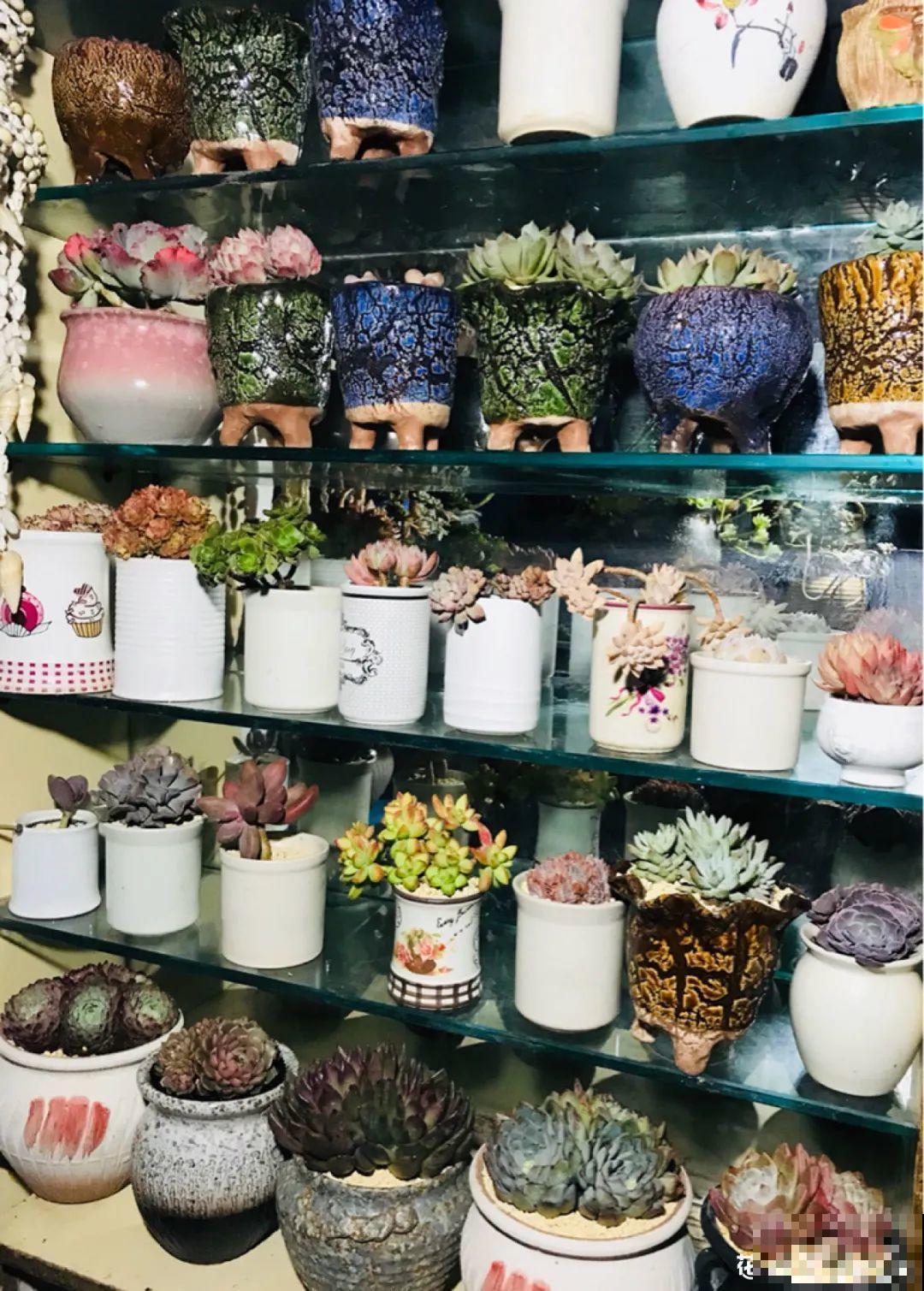 多肉老桩属实震撼，颜值都很高，越养越上瘾