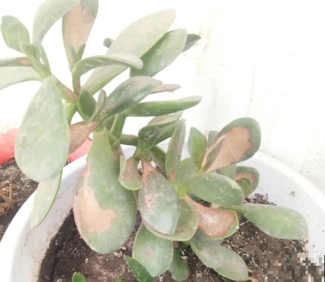 夏天怕晒的花,赶紧搬到阴凉地儿,再晒成枯杆了 夏天怕晒的花,赶紧搬到阴凉地儿,再晒成枯杆了