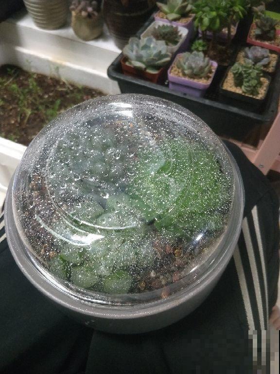 养多肉的小白，记住这些术语，秒变大神！