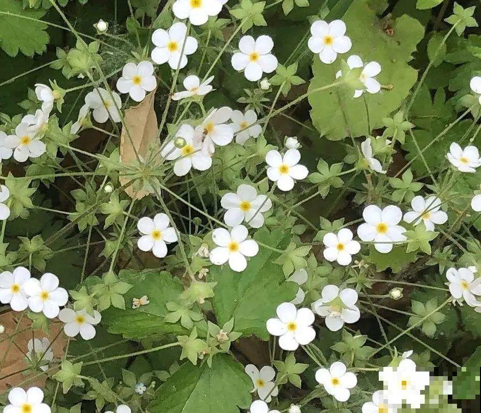 超好看的小野花，春天野外一大片，挖几棵回家还能泡茶