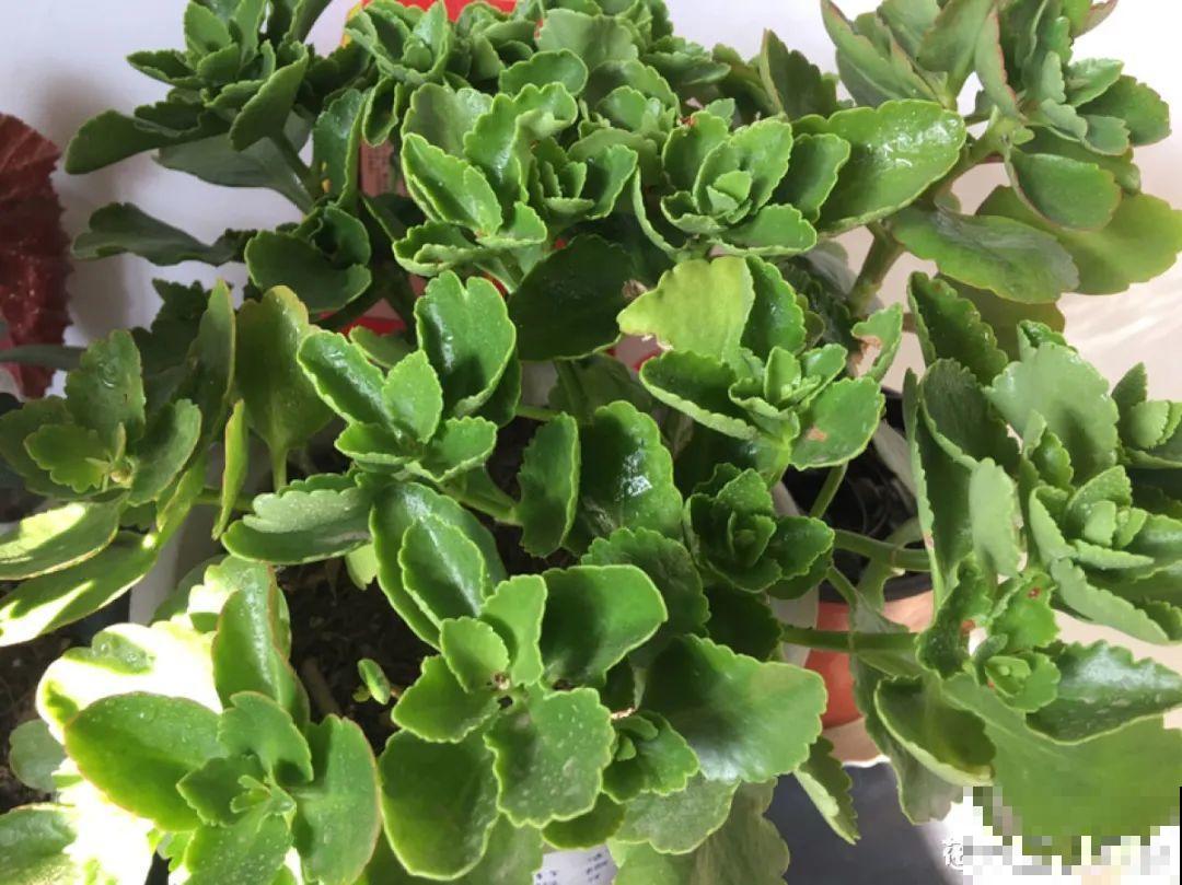 花开完了,别急着扔,好好养还能活几十年 花开完了,别急着扔,好好养还能活几十年