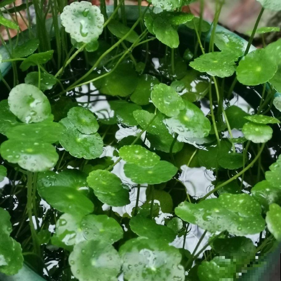 河边常见的3种草，现在都成了网红绿植，养护起来超简单