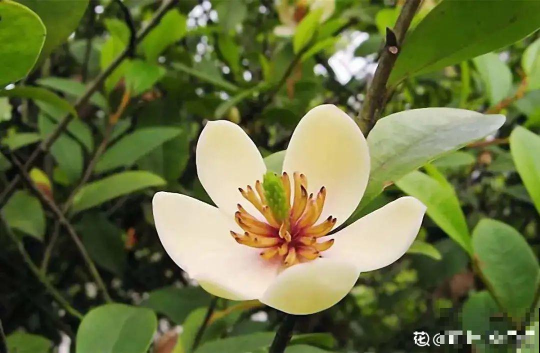 家里养盆香水花,满屋子飘香,还能净化空气 家里养盆香水花,满屋子飘香,还能净化空气