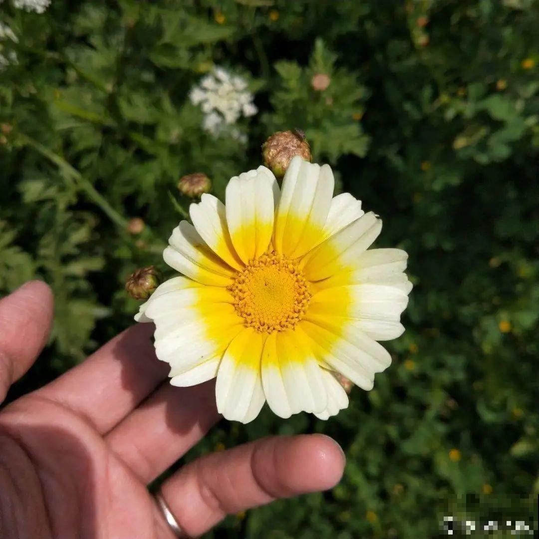 家里养盆“省心”花,自己开花自己结种,不用再买花种了 家里养盆“省心”花,自己开花自己结种,不用再买花种了