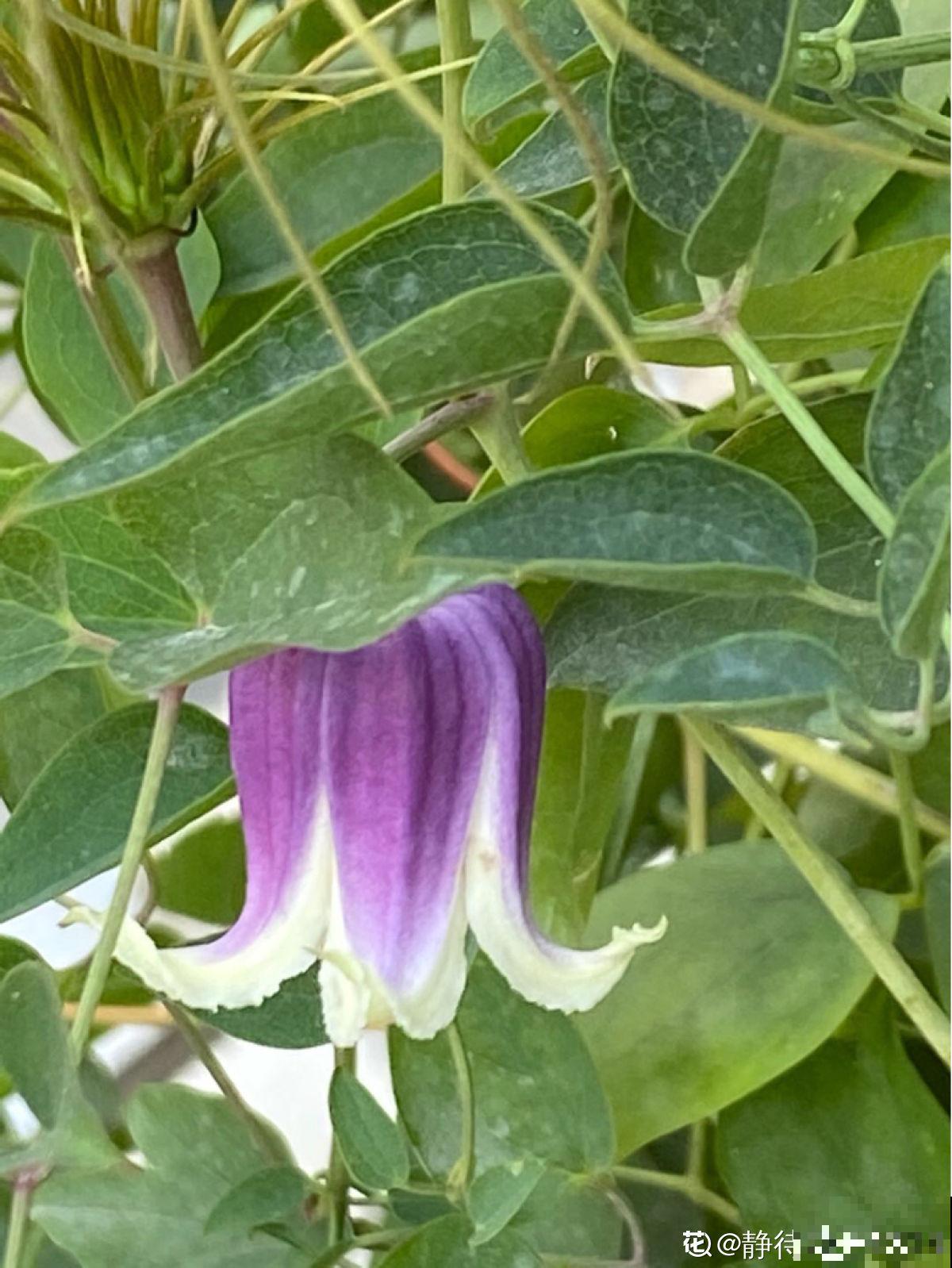 皮实好养的“铃铛铁”，铁线莲中的开花王，耐热皮实特别好养