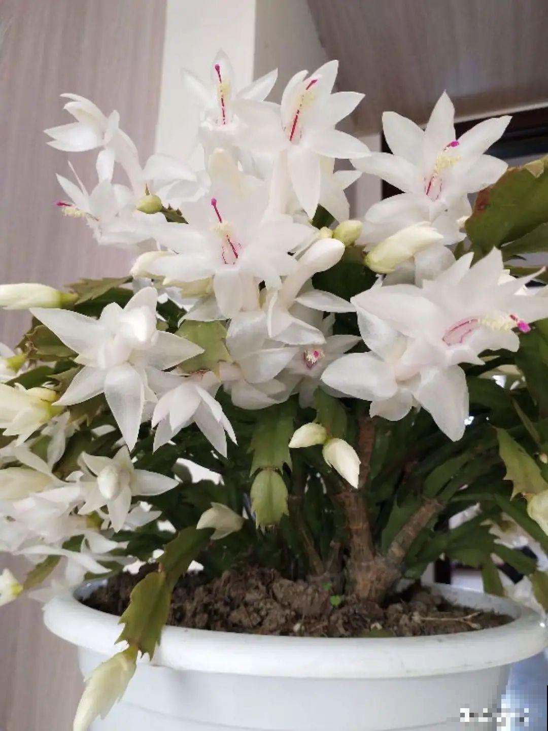 天热了，8种花要休眠，要少浇水