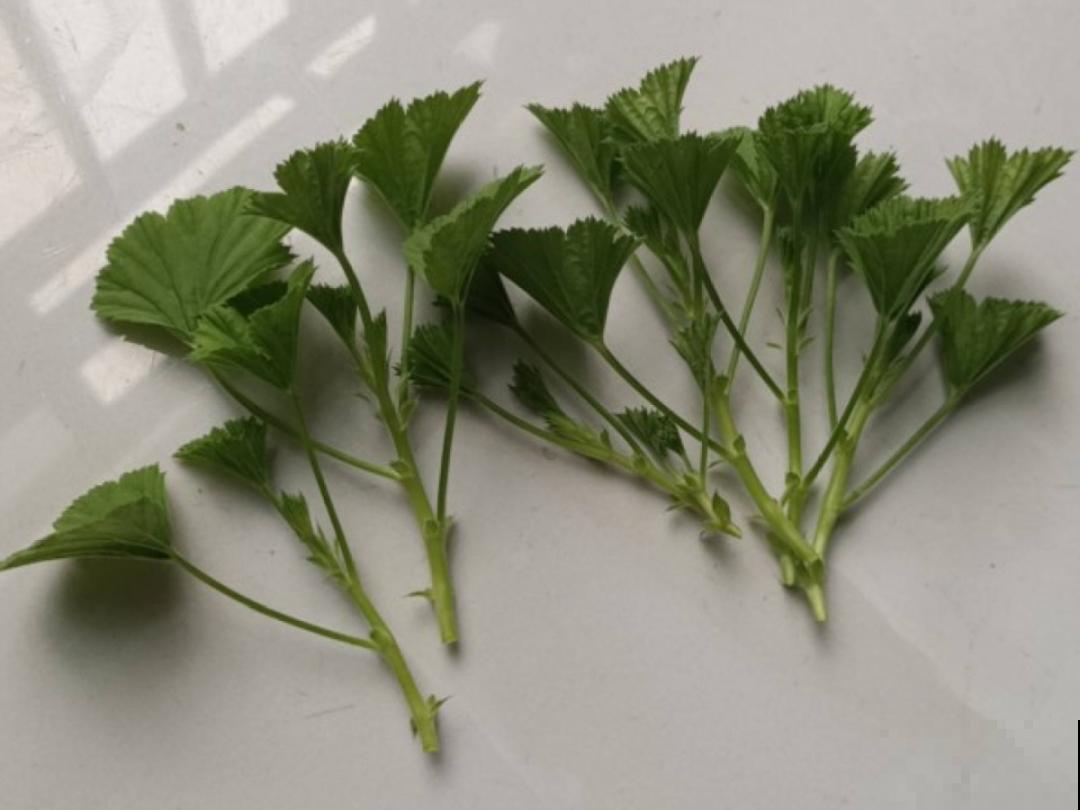 3种花打顶、扦插，可以同时进行，新手秒变大户