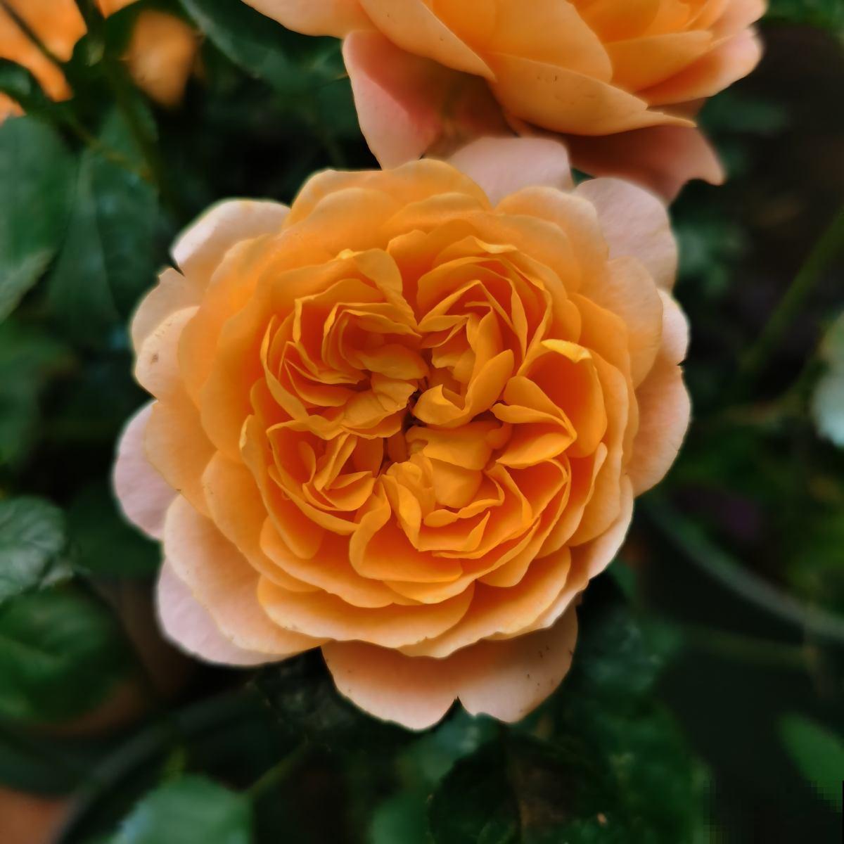 大火的果汁阳台，单朵花期15天，花量大还抗病