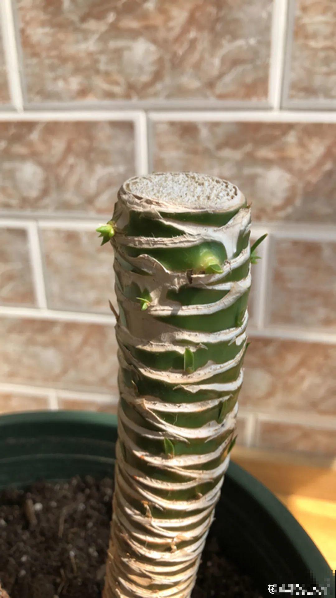 家里养盆镇宅花，越长越霸气，安全感十足